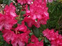rhododendron_exbeima_4._aksel_olsen