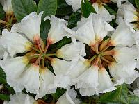 rhododendron_faberi