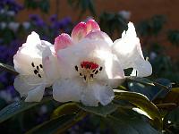 rhododendron_faberi_2