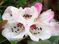 rhododendron_faberi