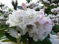18-05-2006_20-24-24_109
