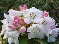 rhododendron_faberi