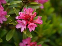 rhododendron_ferrugineum