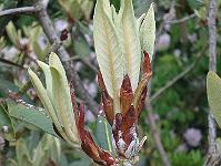 01-06-05canon_257