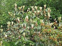 03-06-05canon_069