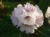 rhododendron_fictolacteum