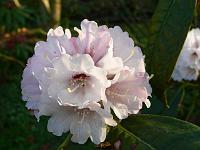 rhododendron_fictolacteum