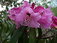 rhododendron_floribundum