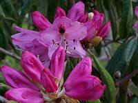 rhododendron_floribundum
