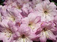 rhododendron_fortunei