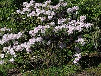 06-06-2006_09-36-28_62