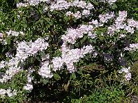 06-06-2006_09-36-39_65