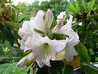 rhododendron_fortunei_ssp._discolor