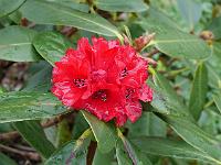 rhododendron_fulgens_-__rhododendronhaven