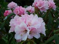 rhododendron_galactinum