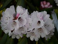 rhododendron_galactinum_x_rex