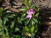 2008-05-29_11-05-15_0071