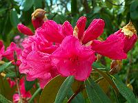 rhododendron_griersonianum