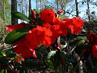 rhododendron_haematodes
