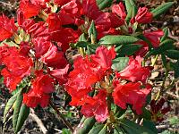 rhododendron_haematodes_hybrid