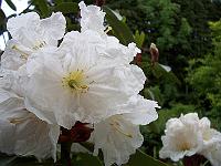 12-06-05kodak_173