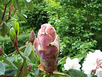 12-06-05kodak_176