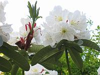 17-06-0canon_032