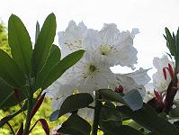 17-06-0canon_033
