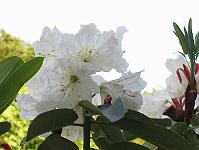 17-06-0canon_034