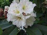 17-06-0canon_037