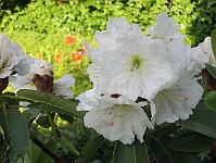 17-06-0canon_040
