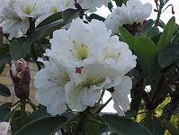 17-06-0canon_053