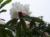 17-06-0kodak_039