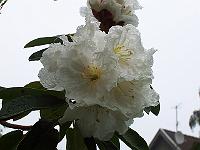 17-06-0kodak_057
