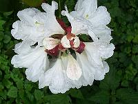 17-06-0kodak_249