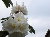 17-06-0kodak_337