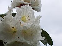 17-06-0kodak_341