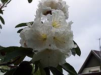 17-06-0kodak_346