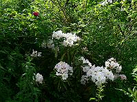 2009-06-08_08-32-23_0013