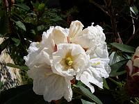 rhododendron_hemsleyanum