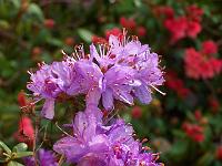 rhododendron_hippophaeoides