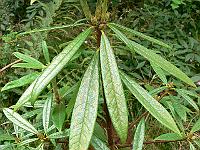 rhododendron_hunnewellianum