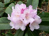 rhododendron_hybrid_2