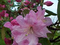 rhododendron_hybrid_3