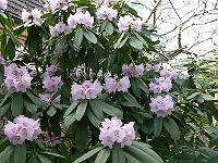 18-04-2006_17-50-58_16