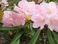 rhododendron_hyperythrum