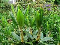 29-05-2007_20-02-52_31