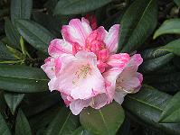 01-06-05canon_171