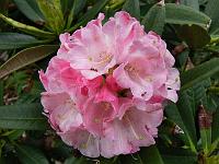 rhododendron-insigne