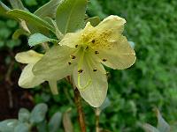 rhododendron_lepidostylum